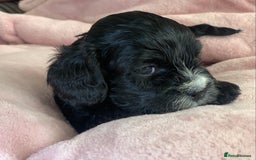 Cavapoo dogs for sale: Our last beautiful F1 Cavapoo is available! - Image 2