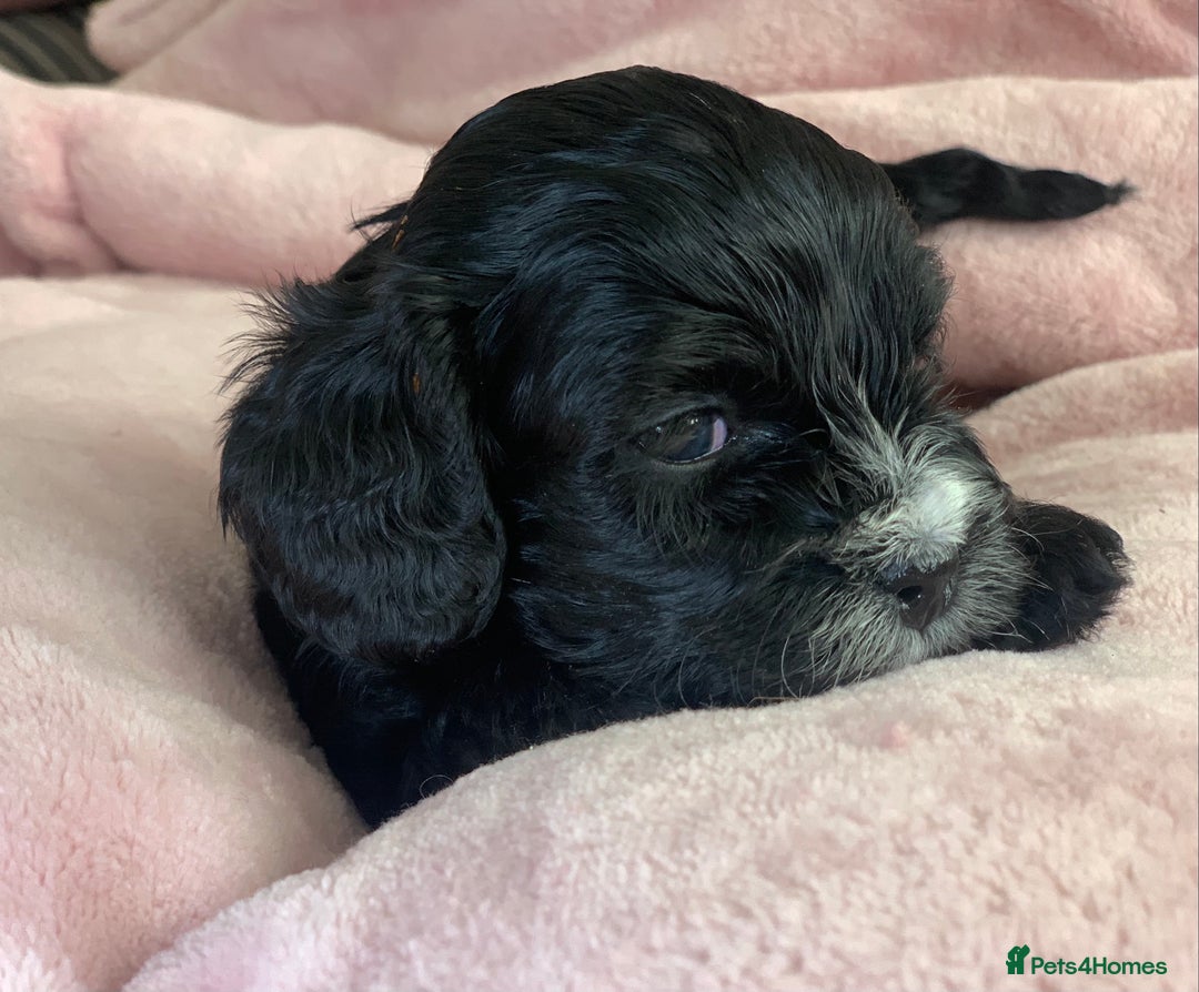 Cavapoo dogs for sale: Our last beautiful F1 Cavapoo is available! - Image 2