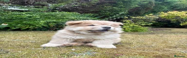 Simba