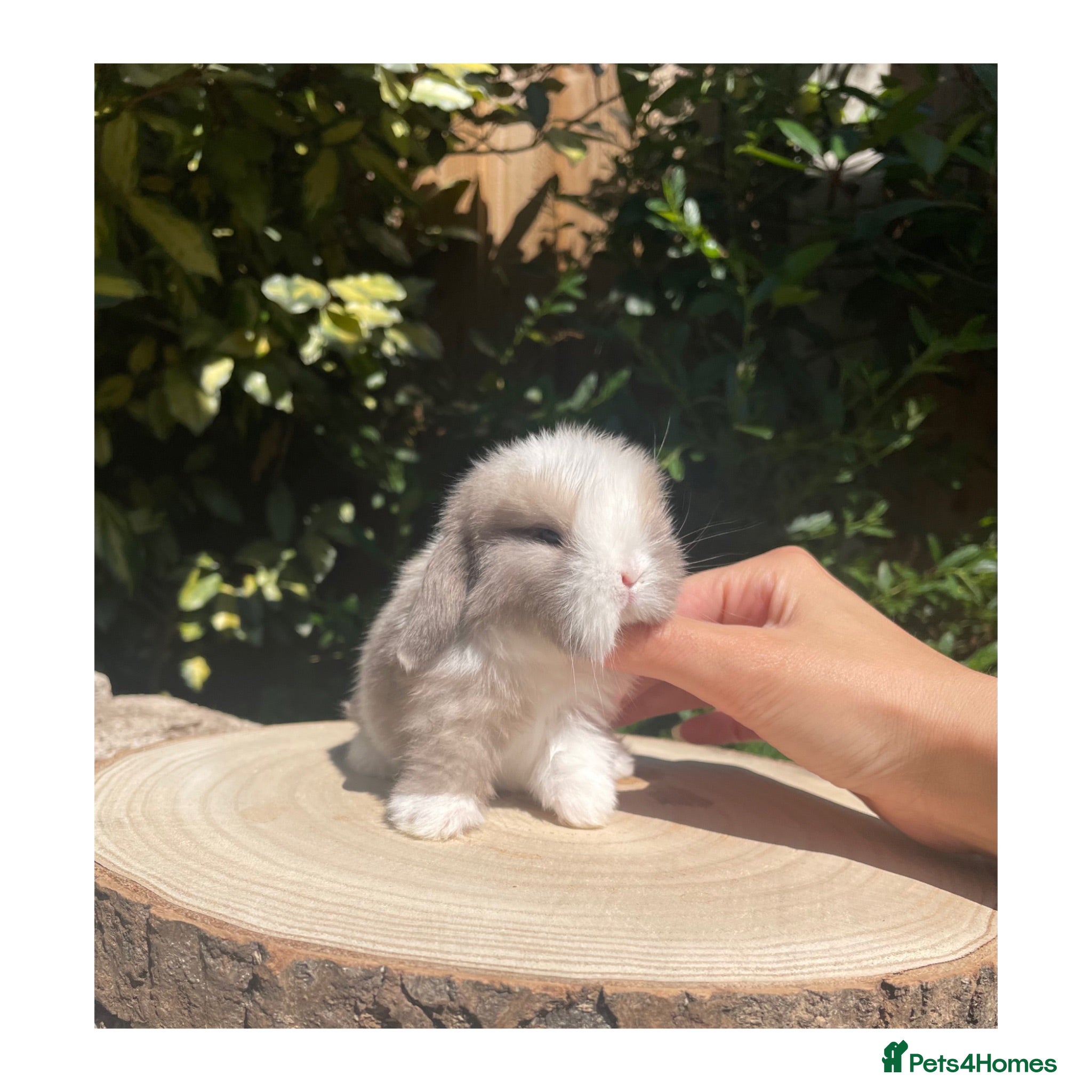 Mini Lop rabbits Beautiful mini lops for sale  - Advert 1