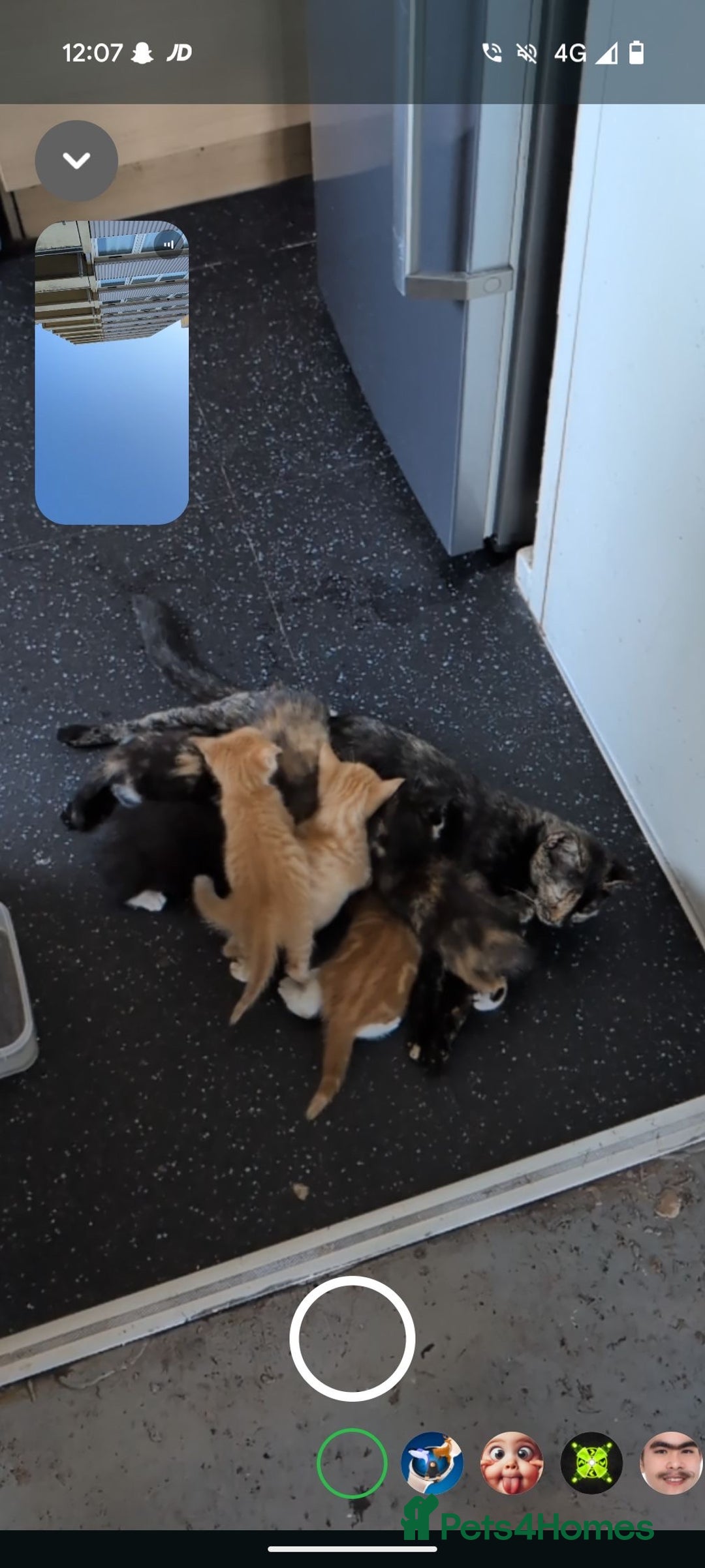 British Longhair cats for sale: Kittens for sale  - Image 6