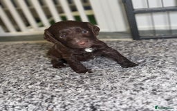 Cockapoo dogs for sale: Ready to leave Minature F1 PRA clear cockapoo pups - Image 14