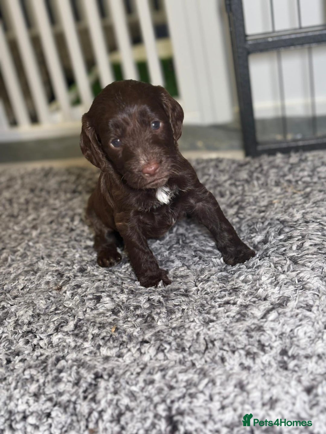 Cockapoo dogs for sale: Ready to leave Minature F1 PRA clear cockapoo pups - Image 14