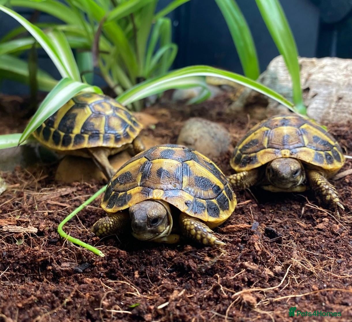 Tortoise reptiles Hermanns Tortoise Hatchling - Western / Eastern - Advert 1