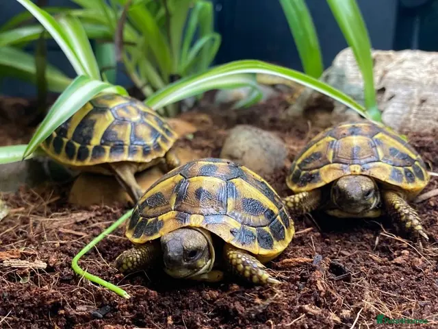 Tortoise reptiles for sale: Hermanns Tortoise Hatchling - Western / Eastern - Advert 1