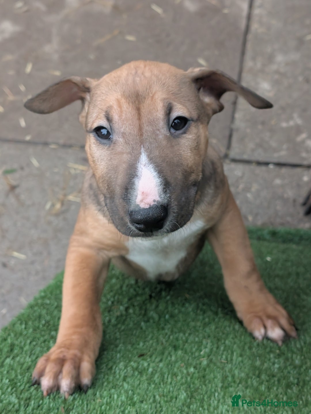 English Bull Terrier dogs for sale: Working line English bull terriers  - Advert 9