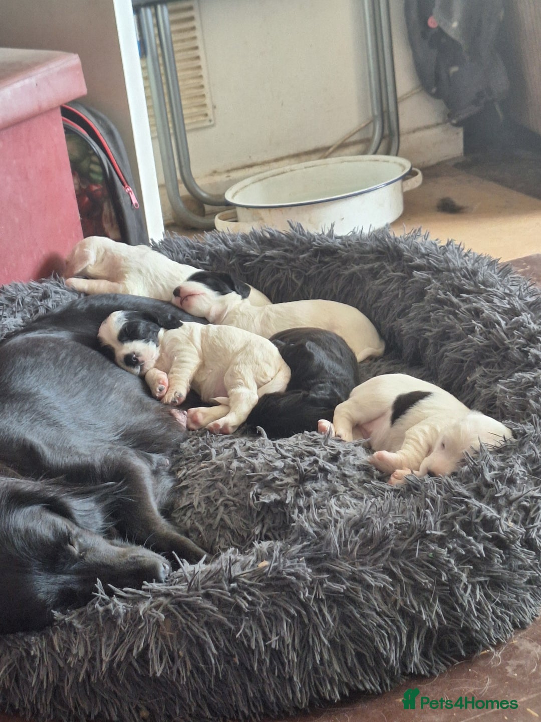 Mixed Breed dogs for sale: Springer x puppies  - Image 8