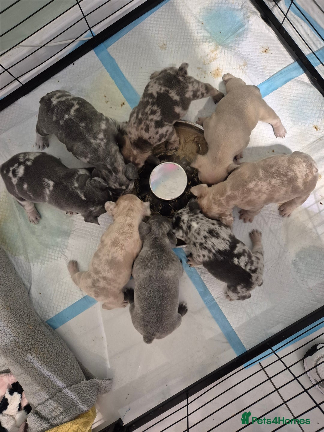 French Bulldog dogs for sale: Gorgeous litter of French Bulldog Pups  - Advert 1