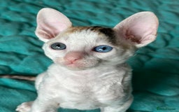 Cornish Rex cats for sale: 🌟 Pure Cornish Rex Kittens Ready for Reservation! - Image 2