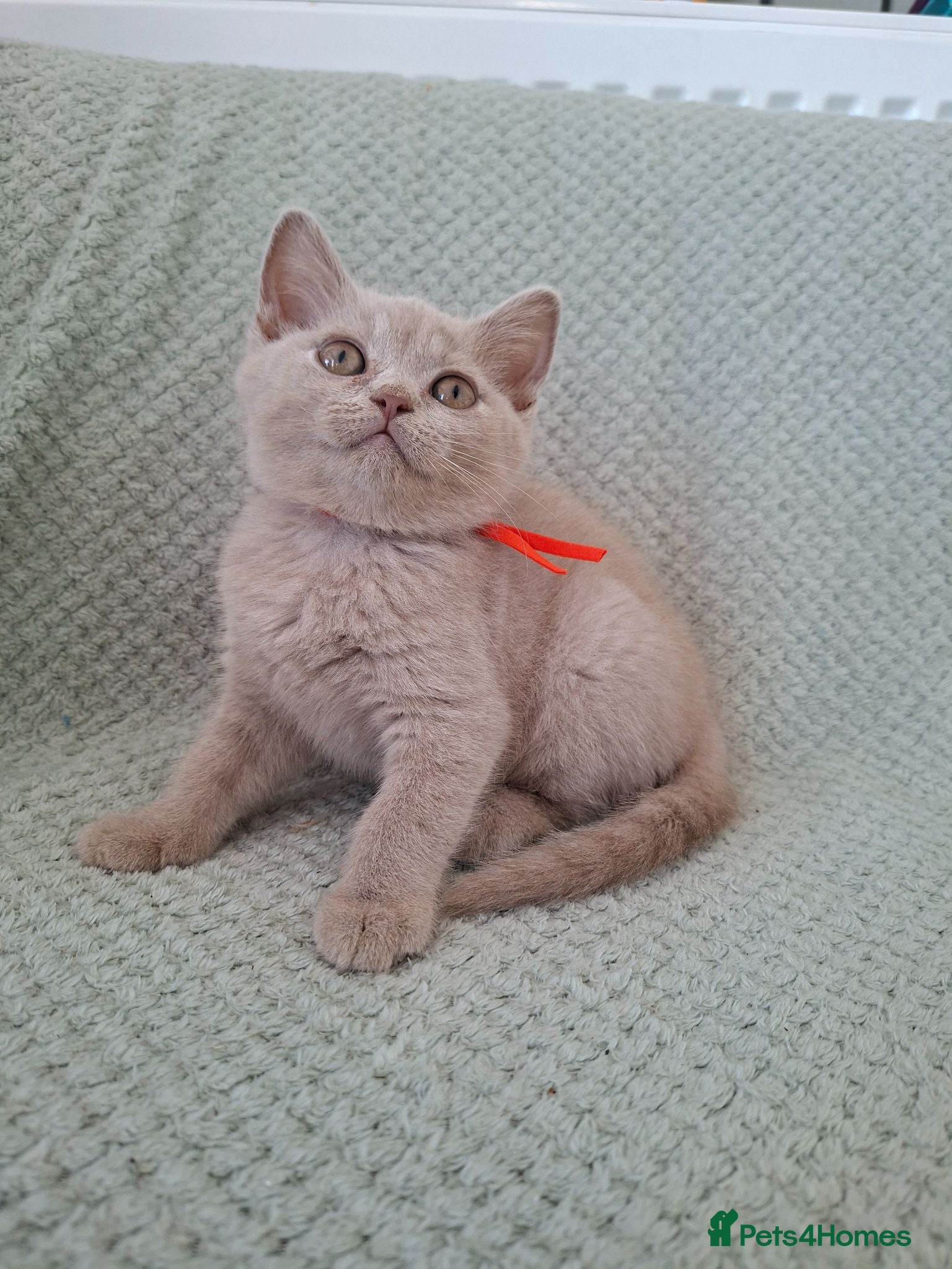 British Shorthair cats READY NOW :) beautiful female british shorthair  - Advert 16