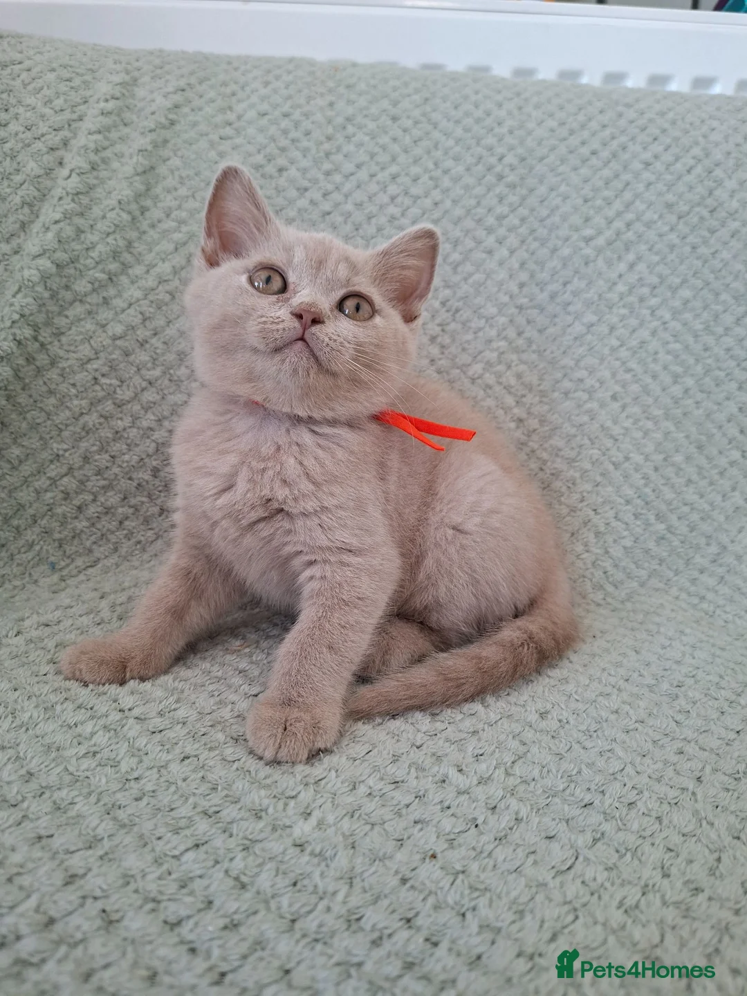 British Shorthair cats for sale: READY NOW :) beautiful female british shorthair  - Advert 1