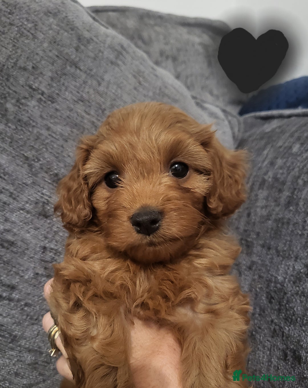 Cavapoo dogs for sale: F1bb cavapoo's  - Image 4