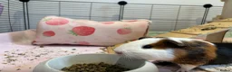 Guinea Pig rodents for sale: 2x male guinea pigs - Advert 2