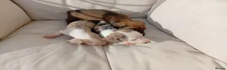 Dachshund dogs for sale: Dachshund puppies in Kettering - Advert 8
