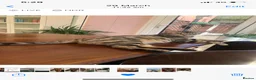 Bengal cats for sale: Bengal x kittens available  - Advert 1