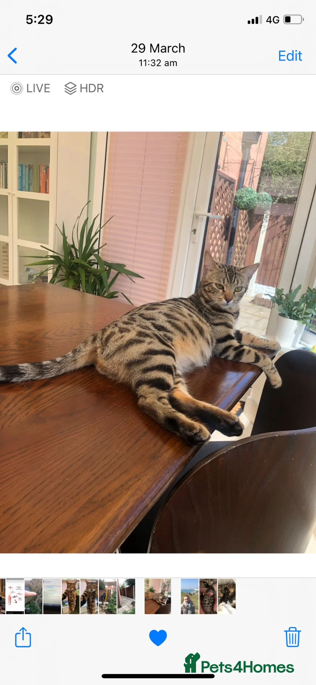 Bengal cats for sale: Bengal x kittens available  - Advert 1
