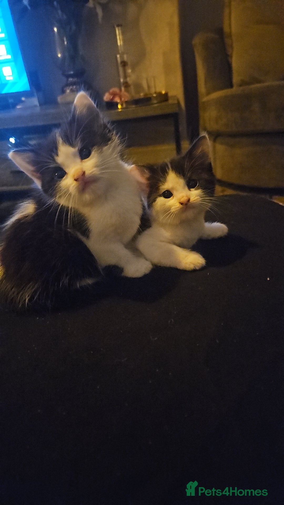 Mixed Breed cats for sale: 4 beautiful mixed kittens  - Image 4