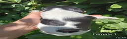 English Springer Spaniel dogs for sale: KC Registered English Springer Spaniels  - Advert 10