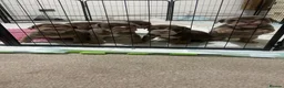 English Bulldog dogs for sale: KC Registered English Bulldog Puppies in Glasgow - Advert 5