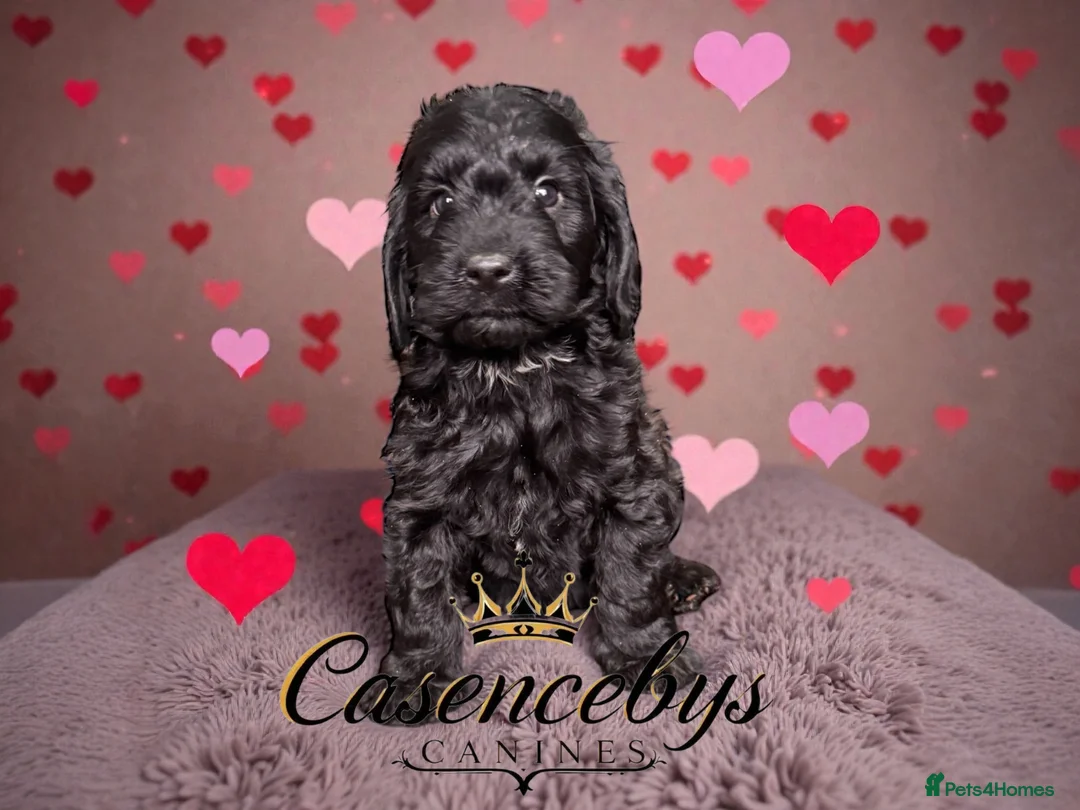 Cockapoo dogs for sale: 🐶THE MOST PERFECT DNA CLEAR MINI F1 COCKAPOOS🐶 - Advert 17