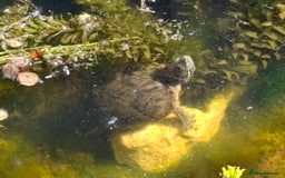 Turtle reptiles for sale: Musk Turtles  - Image 7