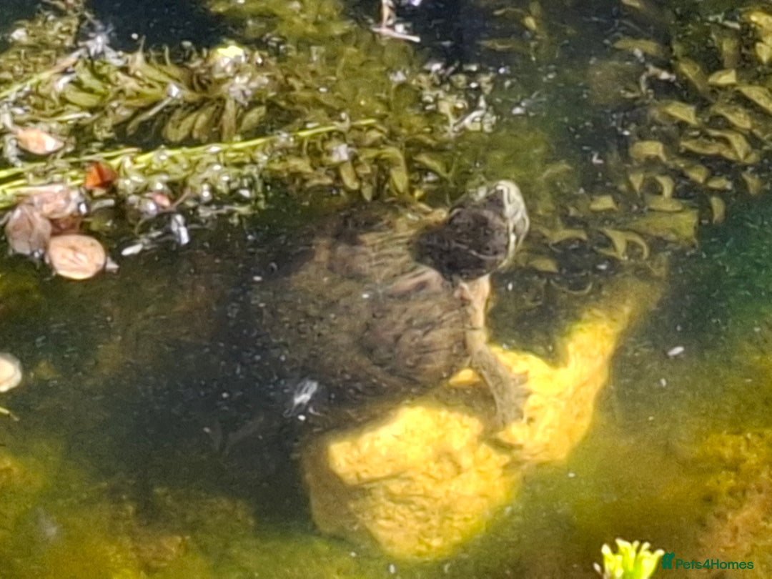 Turtle reptiles for sale: Musk Turtles  - Image 7