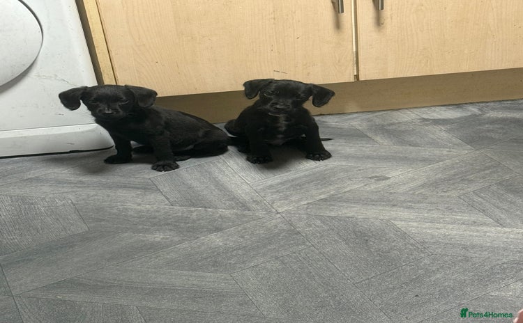 Patterdale Terrier dogs - Advert 3