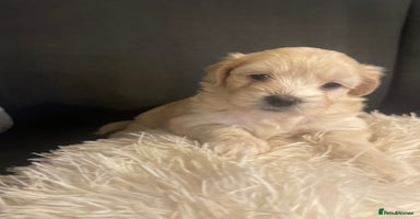 Maltipoo dogs - Advert 1