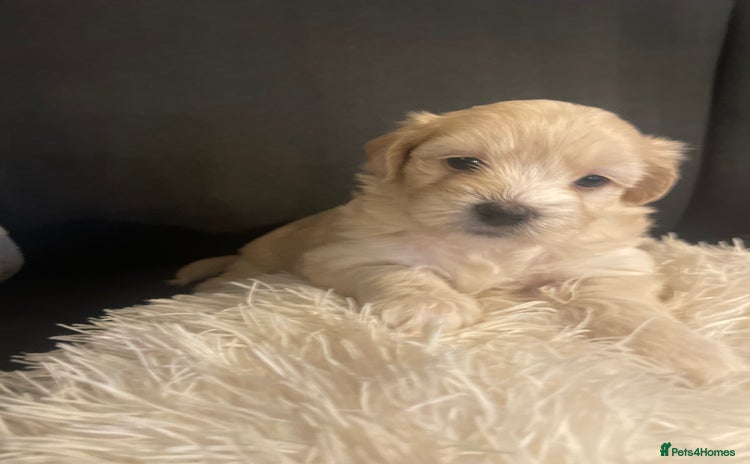 Maltipoo dogs - Advert 4