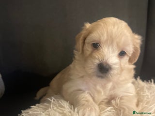 Maltipoo dogs - Advert 9