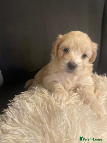 Maltipoo dogs - Advert 4