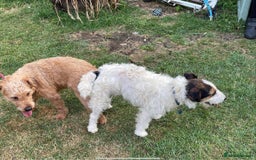Lakeland Terrier dogs for stud: Lakeland terrier stud  - Image 4