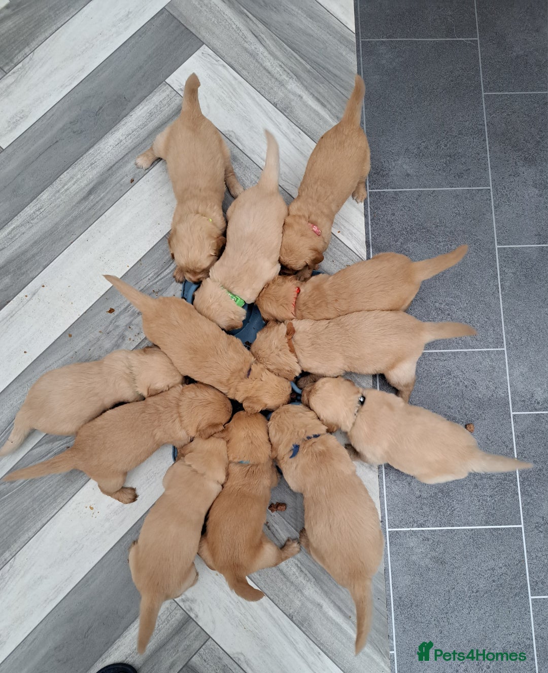 Golden Retriever dogs for sale: Adorable Golden Retriever Puppies for sale - Advert 2