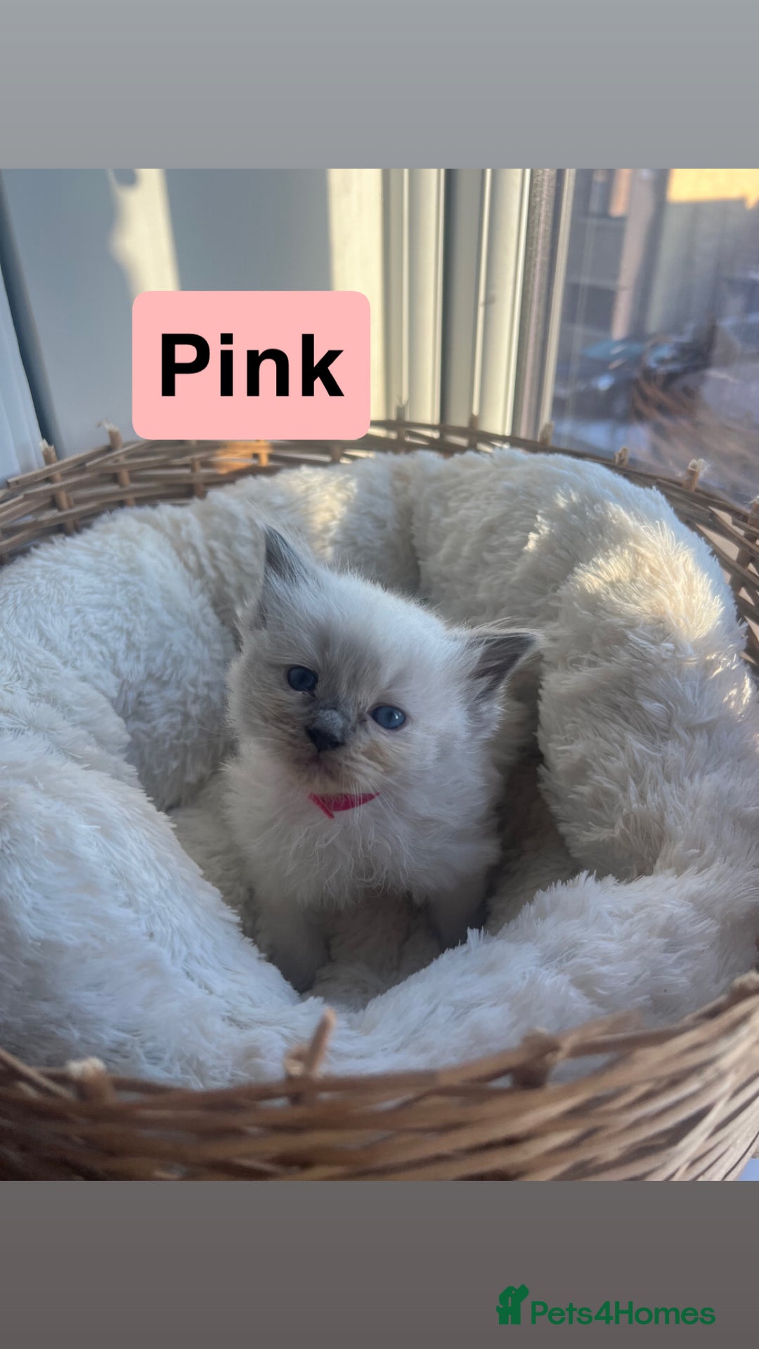 Ragdoll cats for sale: 🤍5 gorgeous female ragdoll kittens for sale🤍 - Advert 6
