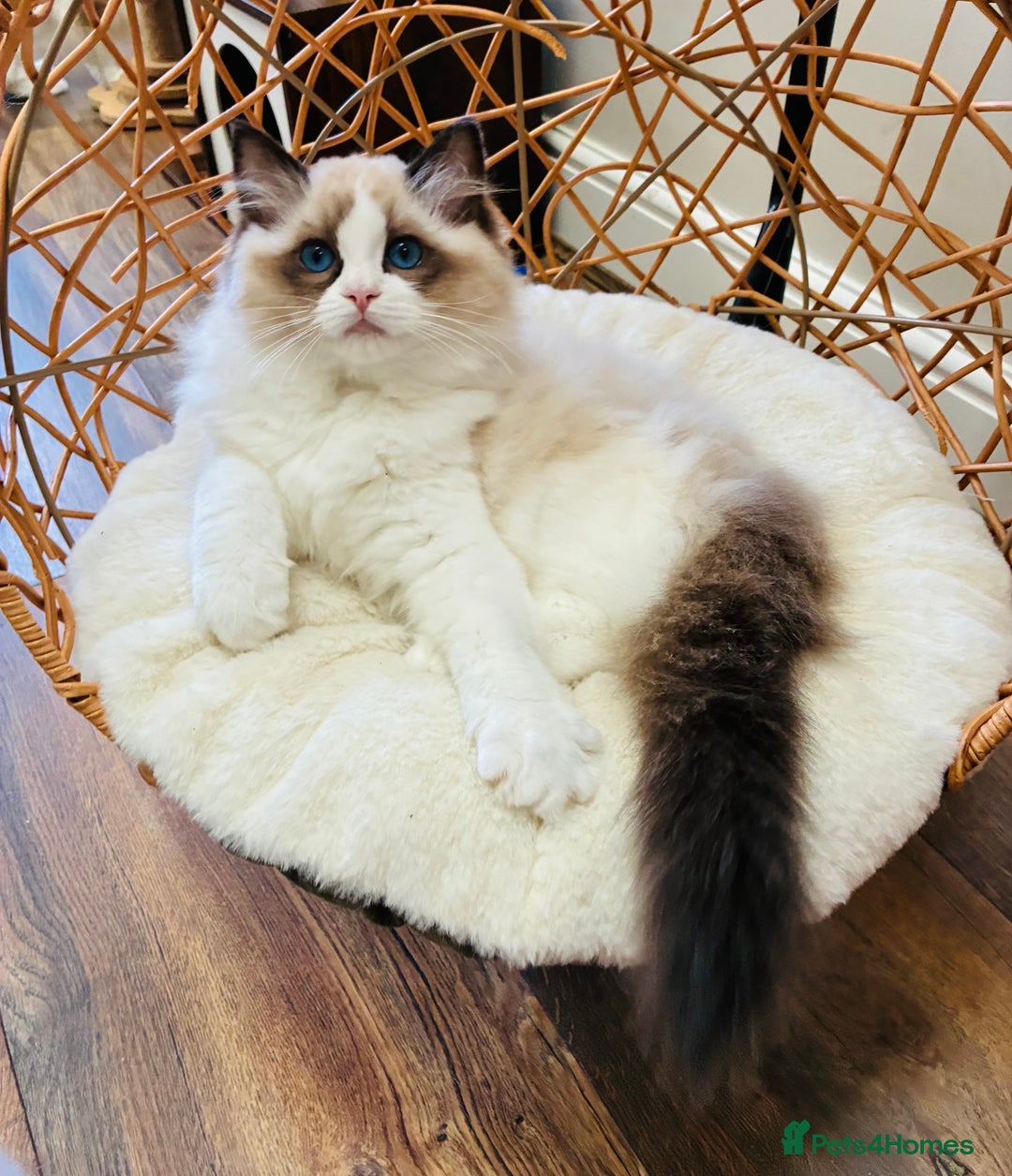 Ragdoll cats for sale: Champion Lines - Ragdoll Kittens - Advert 1