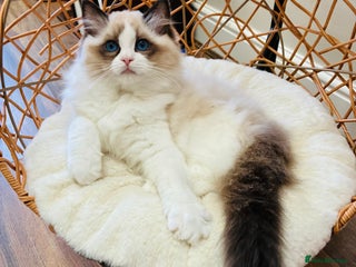 Ragdoll cats Champion Lines - Ragdoll Kittens - Advert 1