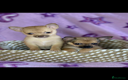 Chihuahua dogs for sale: Chihuahua  - Image 2