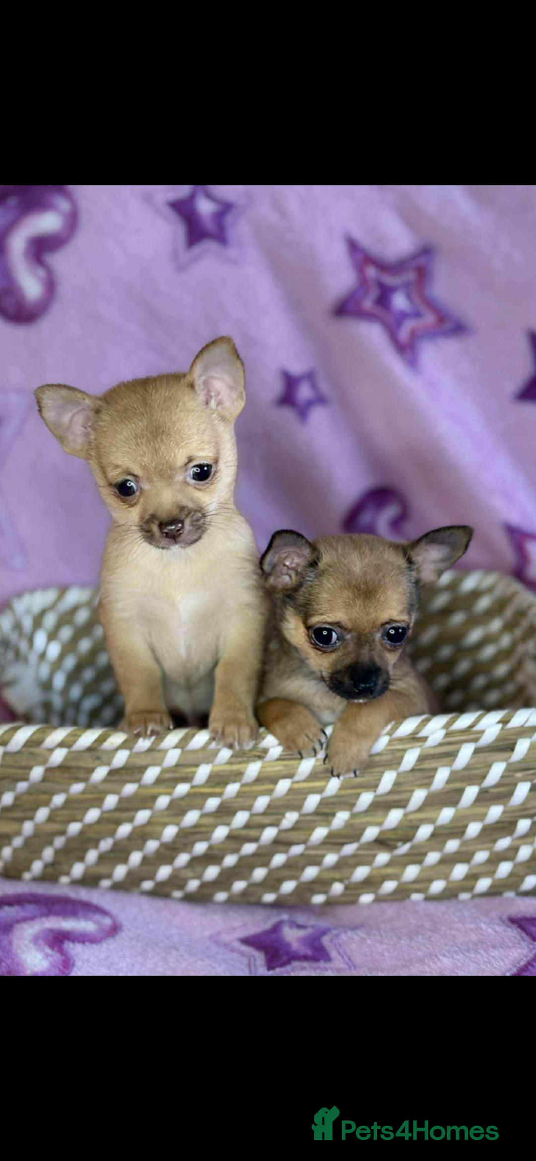 Chihuahua dogs for sale: Chihuahua  - Image 2