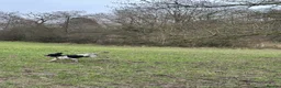 Cocker Spaniel dogs for stud: KC registered - Cocker Spaniel Stud - OTIS - Advert 6
