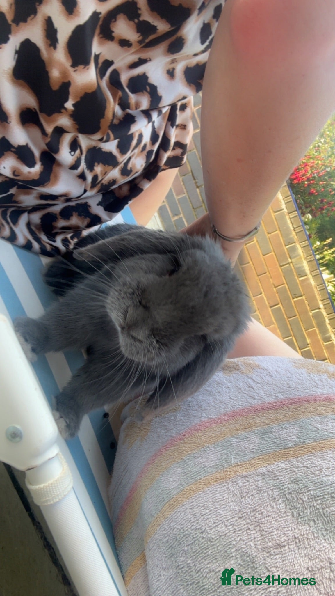 Mini Lop rabbits rabbit  - Advert 15