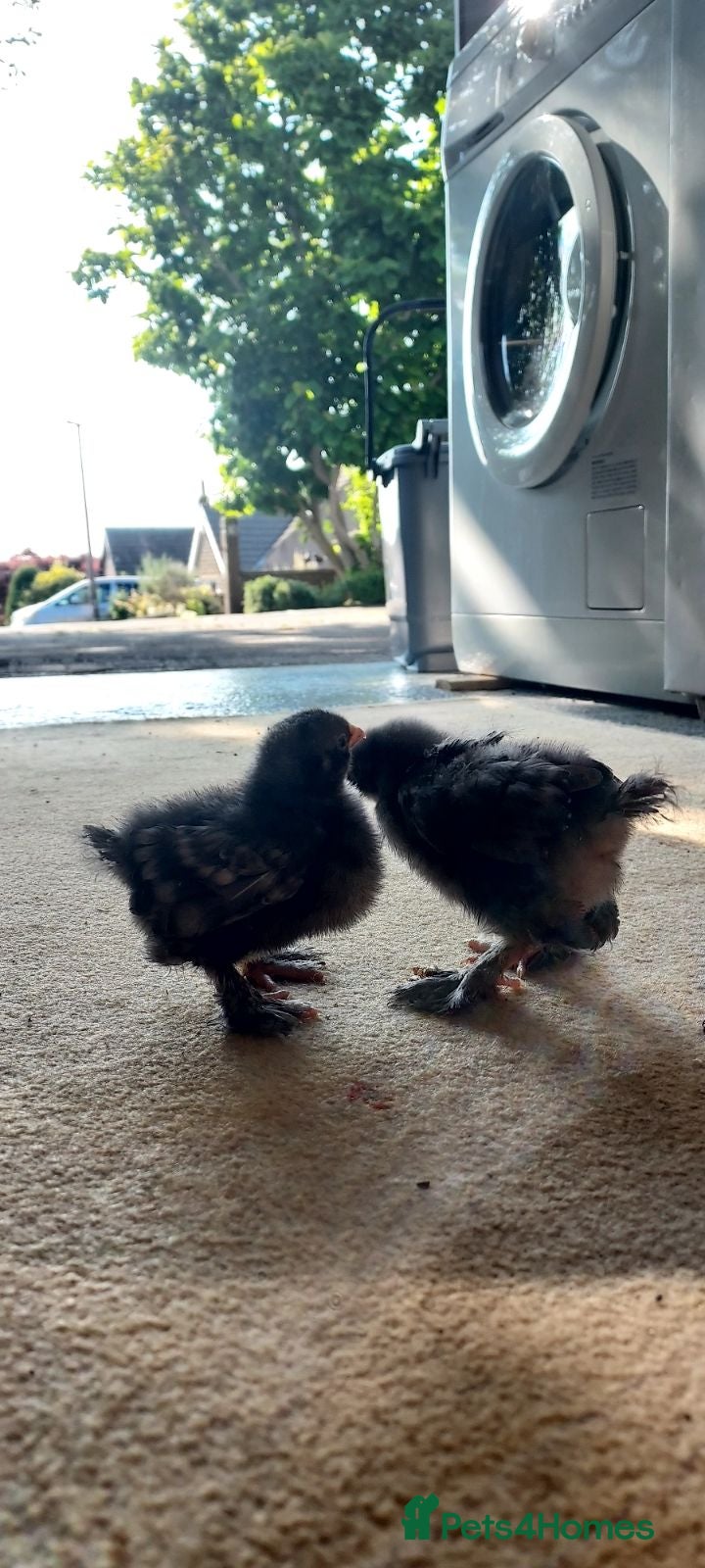 Chickens poultry 2 Stunning Cukoo Pekin Bantam Chicks - 2 weeks old - Advert 10