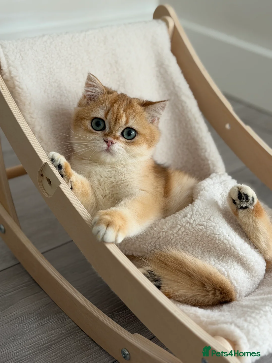 British Shorthair cats for sale: British Shorthair Golden Boy  - Advert 12