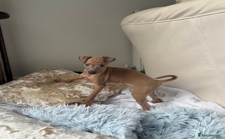 Italian Greyhound dogs - Advert 10