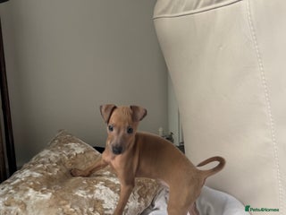 Italian Greyhound dogs - Advert 4
