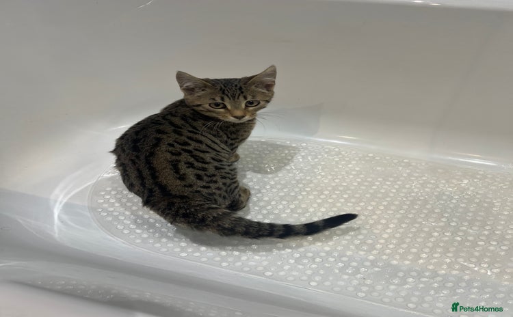 Bengal cats One Bengal male Remaining - Advert 5