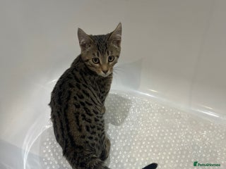 Bengal cats One Bengal male Remaining - Advert 18