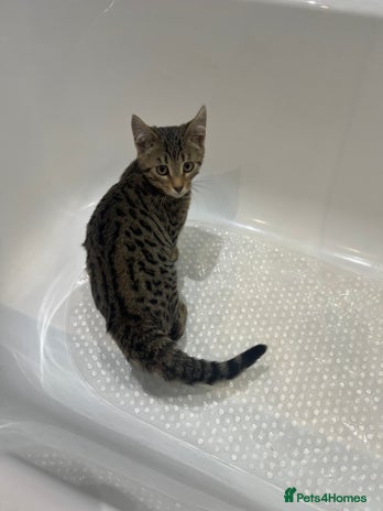 Bengal cats One Bengal male Remaining - Advert 5