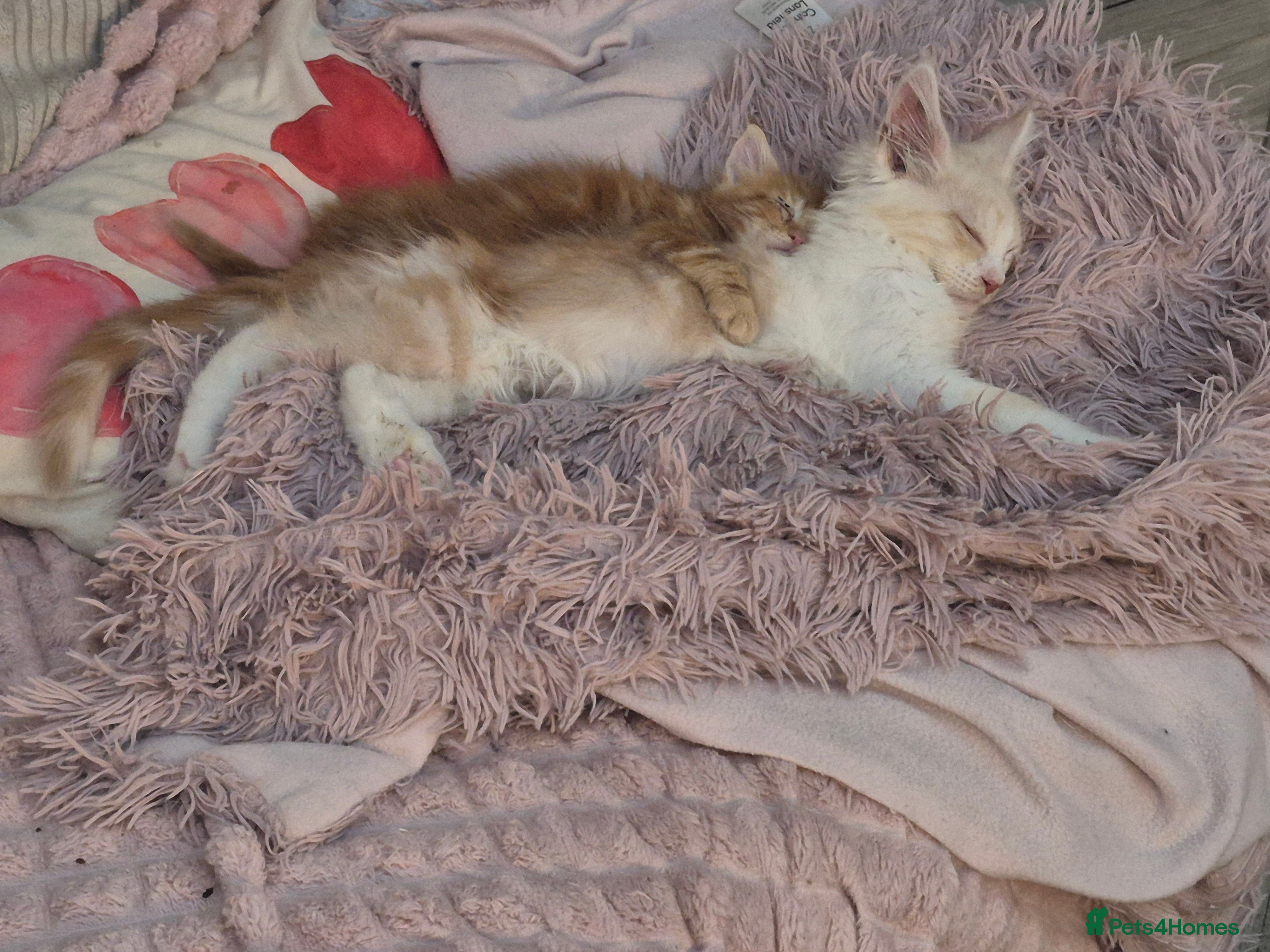 Maine Coon cats Maine Coon Floof - Advert 5