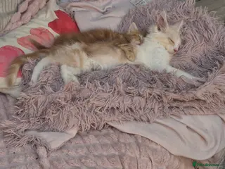 Maine Coon cats Maine Coon Floof - Advert 5