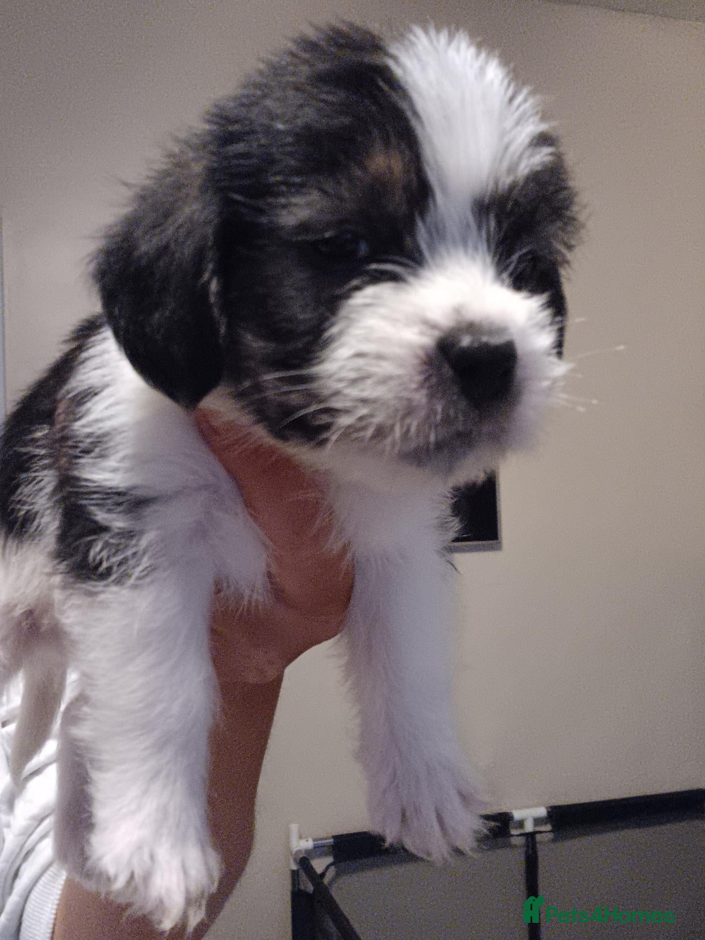 Mixed Breed dogs Ready now Male puppy for sale boy shihtzu cross - Advert 15